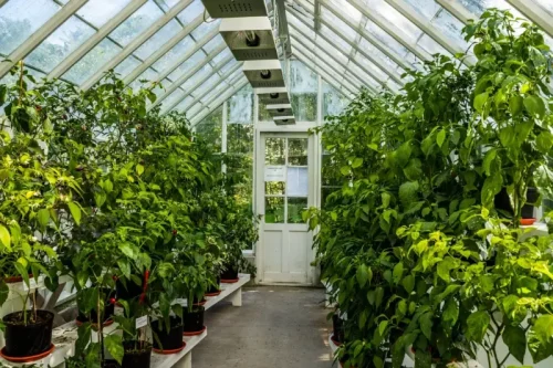 Szklarnie z poliwęglanu: Innowacyjne rozwiązanie dla Twojego ogrodu